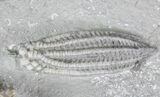 x Decadocrinus Crinoid Association - Crawfordsville #20845-4